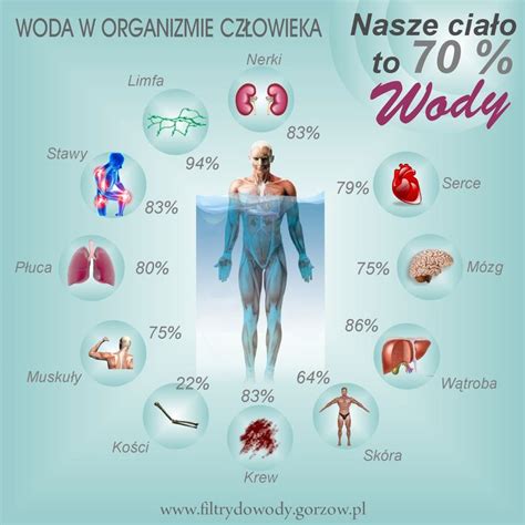 Ile krwi znajduje się w organizmie dorosłego człowieka